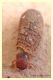 larva (1).JPG