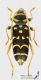 Plagionotus_arcuatus_s_C01242.jpg
