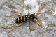 Plagionotus_arcuatus_IMG_8073.jpg