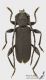 Ropalopus_macropus_s_C01229.jpg