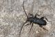 Ropalopus_macropus_IMG_8079.JPG