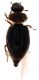 Cole1_Hydraenidae_Ciliegio2B4_2mm.jpg