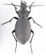coriaceus-2.jpg