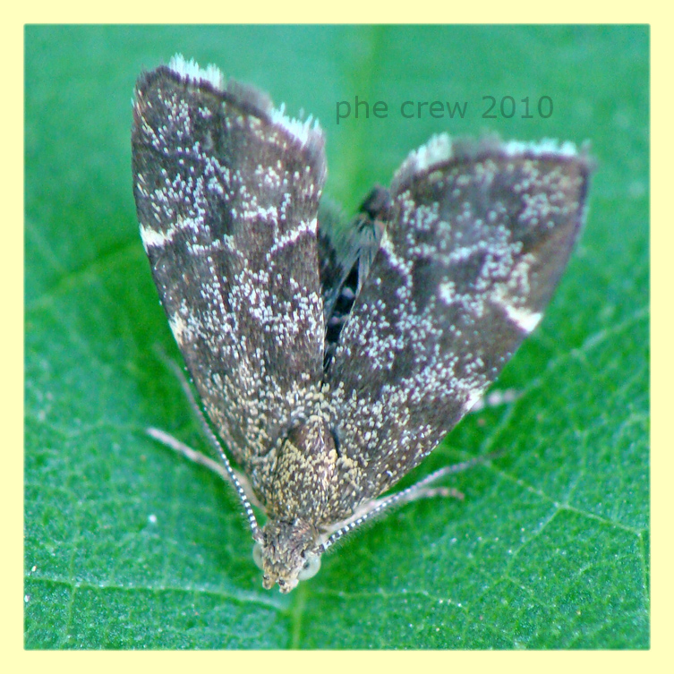 probabile Anthophila fabriciana - Marino - 11.7.2010.JPG