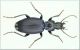 Laemostenus (Laemostenus) janthinus coeruleus.jpg