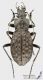 Carabus_variolosus_s.jpg