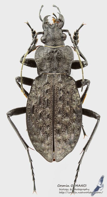 Carabus_variolosus_s.jpg