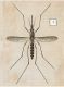 Aedes geniculatus.jpg