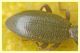 Stenosis sp. (2).JPG