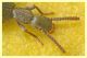 Stenosis sp. (1).JPG