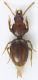 Reicheia_1a_Monte_Scalambra_1000m_18-X-2010_2,2mm.jpg