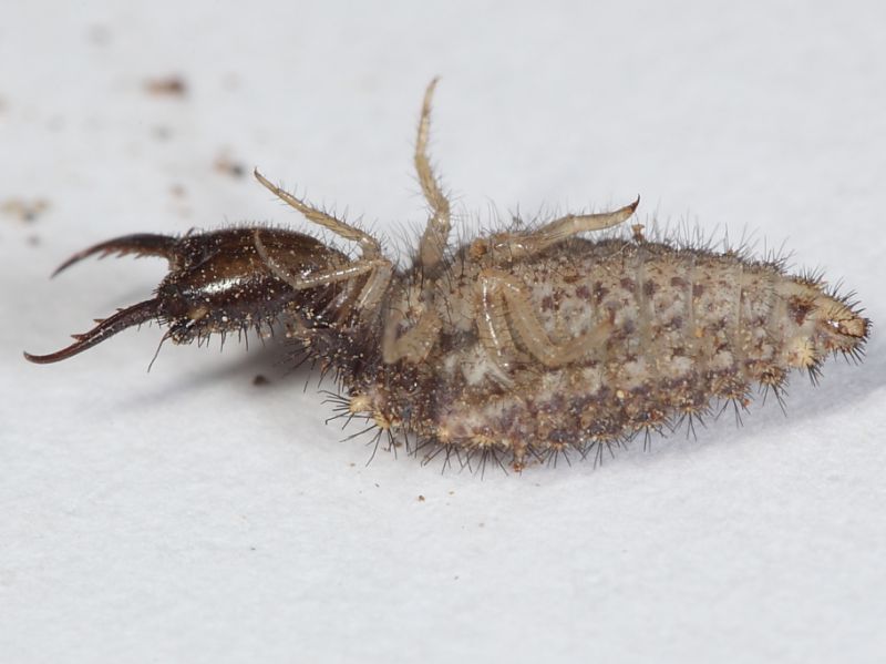 larva di formicaleone5.JPG