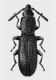 Airaphilus nasutus.jpg