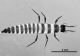 larva_Scydmaenidae.jpg