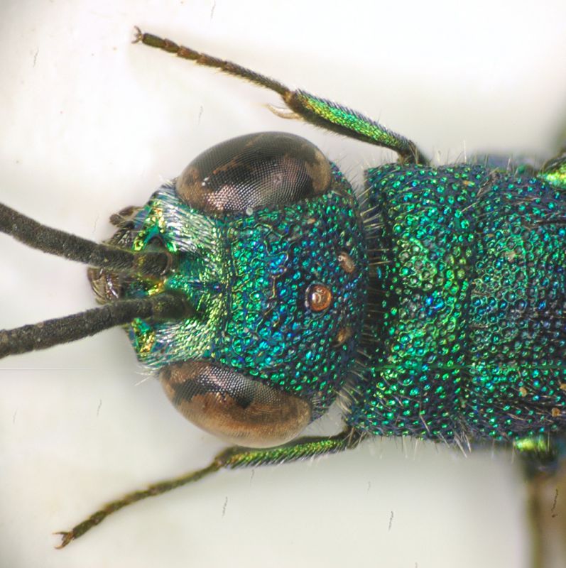 Chrysididae.jpg