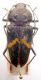 Cerambycinae.jpg
