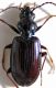 bembidion11.jpg