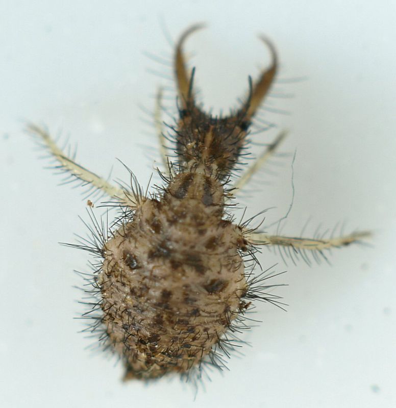 larva_Neurottero_SanVittorino_2.jpg