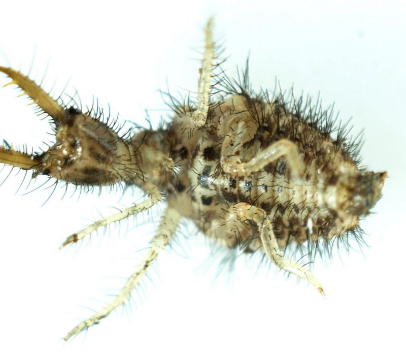 larva_Neurottero_SanVittorino_4.jpg