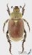 Chaetopteroplia_segetum_f_s.jpg