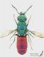 undet_chrysididae_s.jpg