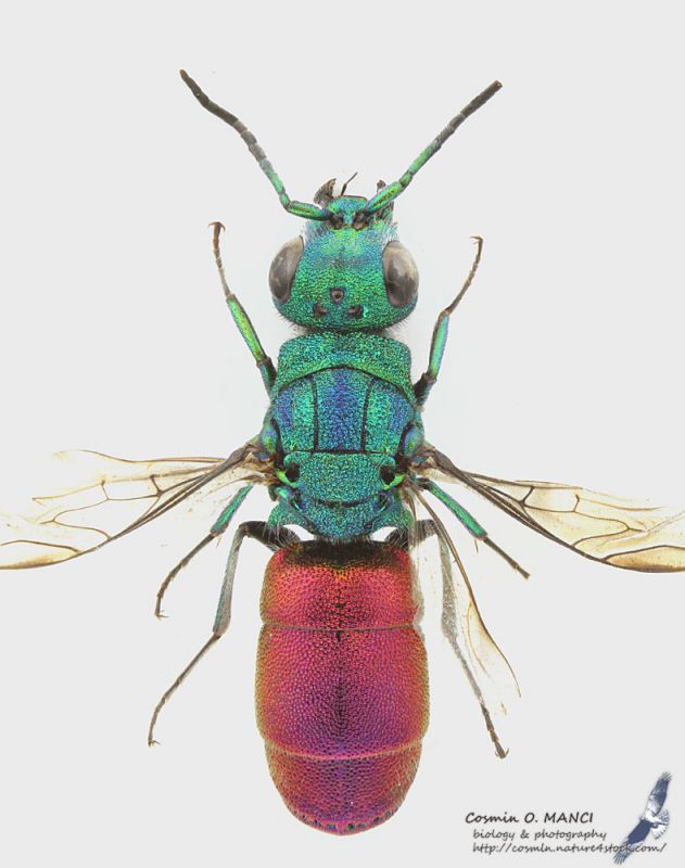 undet_chrysididae_s.jpg