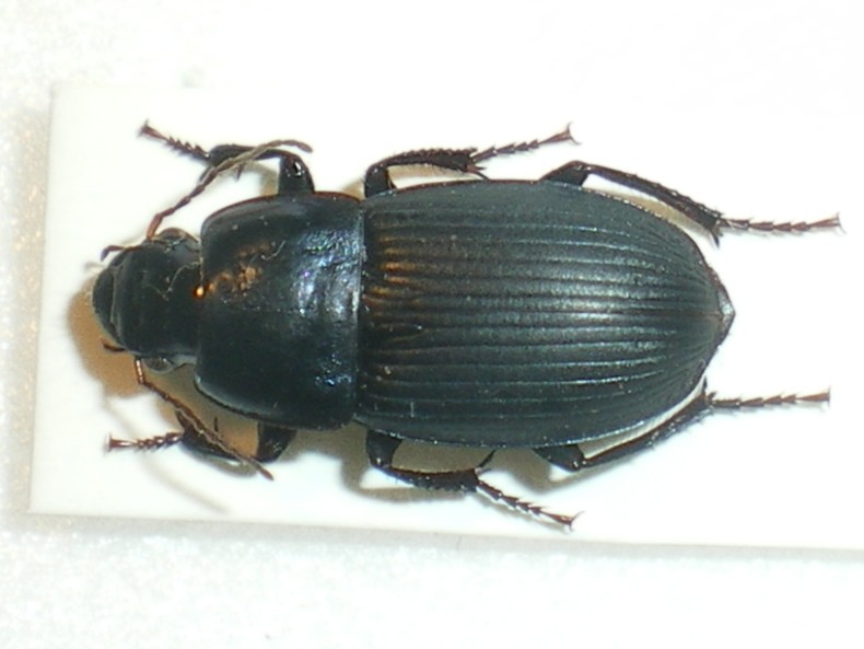 Harpalus dimidiatus 15-VIII-09 Sappanico (1).jpg