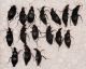 Carabidae Y.jpg
