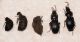 Carabidae Z, Melos sp, tenebrionidae.jpg