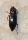 Minutaglia carabidae .jpg