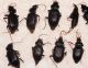 carabidae X.jpg