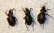 carabus famini.jpg
