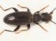 Anthicus sp1.JPG