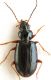 bembidion14.jpg