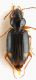 bembidion15.jpg