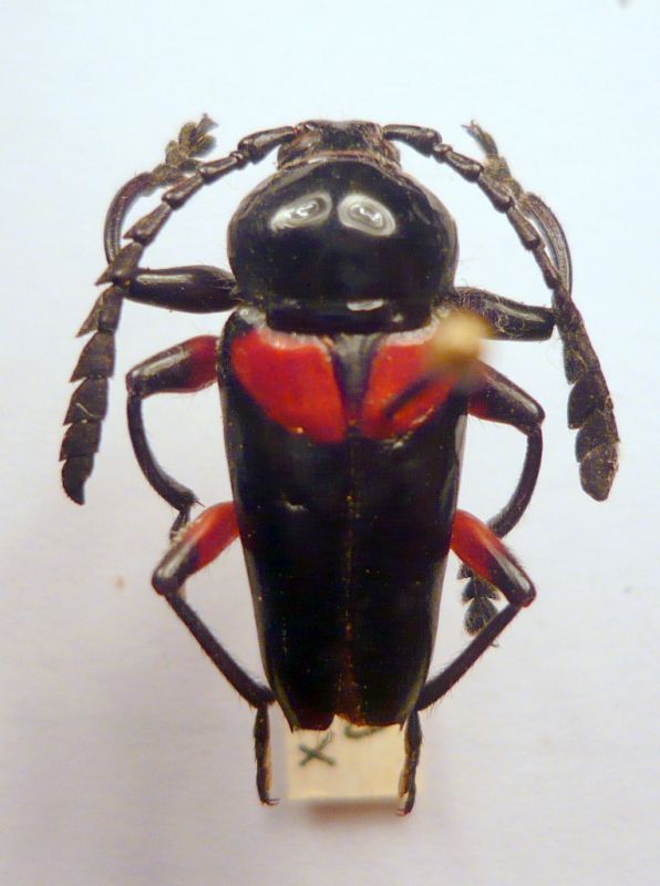 Cerambycinae  Lissonotini Lissonotus fallax Bates 1870 o Lissonotus unifasciatus Gory in Guérin-Méneville 1831.JPG