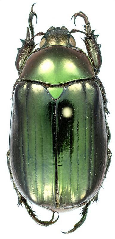 Chrysina_chalcothea_Costarica_Chirripo_III-2007_29mm.jpg