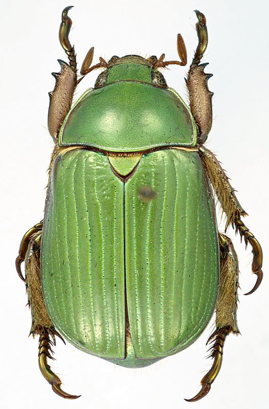 Chrysina_lecontei_AZ_Santa_Cruz_Madera_Cy_26-VII-1990_20mm.jpg