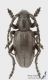 Pedestredorcadion_m_s.jpg