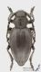 Pedestredorcadion_f_s.jpg