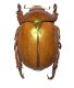 scarabeo Australia copia.jpg