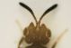 Y Vespacorna  b Vizzano 4.6mm..JPG