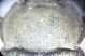 Gonocephalum pygmaeum.JPG