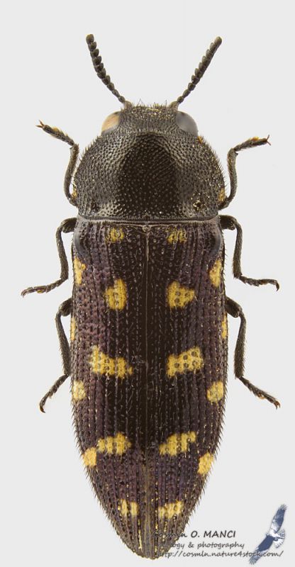 Acmaeodera_s.jpg