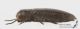 Acmaeodera_l_s.jpg