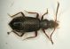 Staphy05 3.1mm.JPG