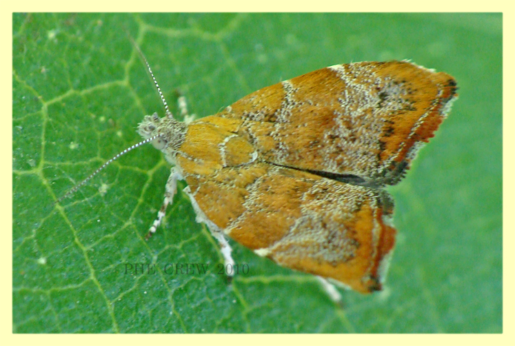 Choreutis sp. roma aniene 24.6.2010 (2).JPG