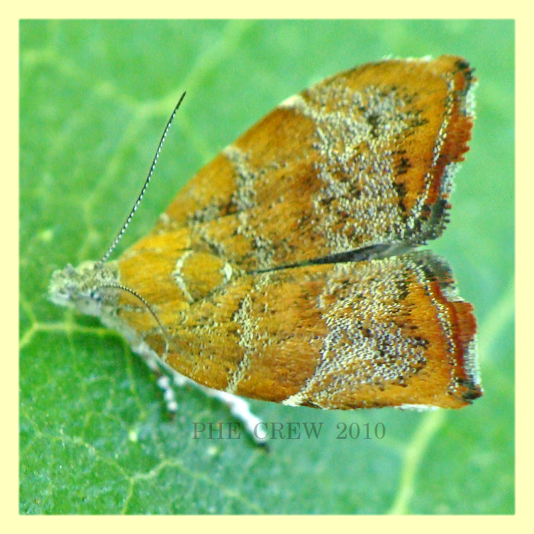 Choreutis sp. roma aniene 24.6.2010.JPG