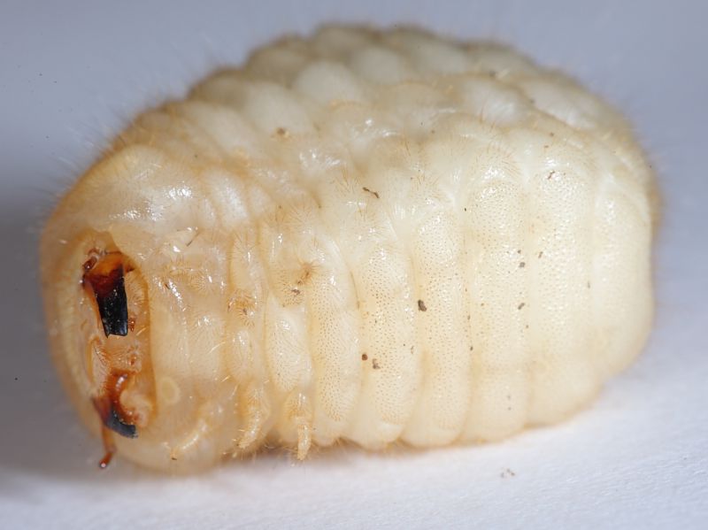 Larva Coleottero3.JPG