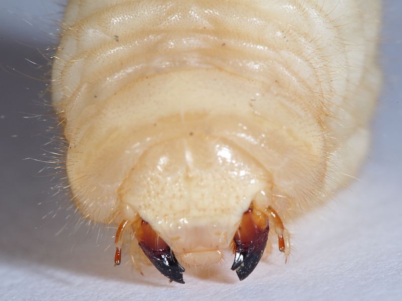 Larva Coleottero2.JPG